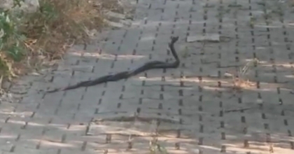 MUĞLA'DA YILANLARIN 'ÇİFTLEŞME DANSI' VATANDAŞ KAMERASINA YANSIDI 