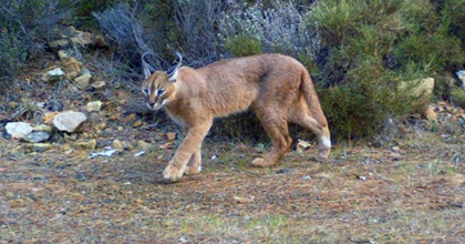 ‘ORMANIN SIRRI: KARAKULAK’ AVUSTURYA DOĞA FİLMLERİ FESTİVALİ'NDE FİNALE KALDI