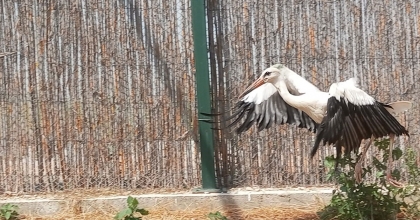 TEDAVİLERİ TAMAMLANAN 3 LEYLEK DOĞAYA SALINDI   