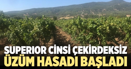 SUPERIOR CİNSİ ÇEKİRDEKSİZ ÜZÜM HASADI BAŞLADI