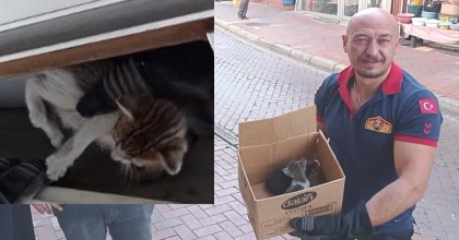 SIKIŞAN KEDİYİ İTFAİYE KURTARDI