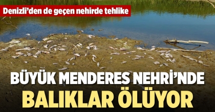 MENDERES KURUDU, YÜZLERCE BALIK ÖLMEYE BAŞLADI  