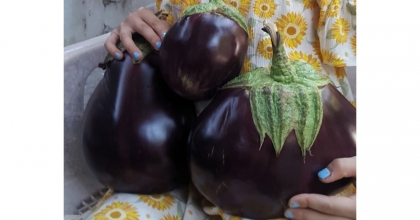 1 KİLOLUK PATLICANLAR İLGİ ODAĞI OLDU