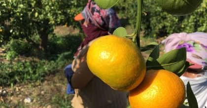 2023-2024 SEZONUNDA NARENCİYE REKOLTESİNDE REKOR ARTIŞ