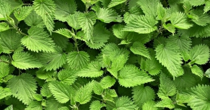 Isırgan Otunun Saça Faydaları Neler?