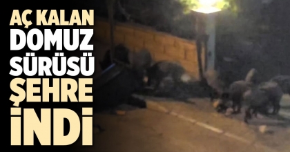 AÇ KALAN DOMUZ SÜRÜSÜ ŞEHRE İNDİ