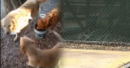 ANAOKULUN MASKOTLARI ÇALINDI 