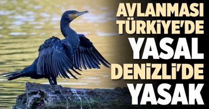 AVLANMASI TÜRKİYE'DE YASAL DENİZLİ'DE YASAK
