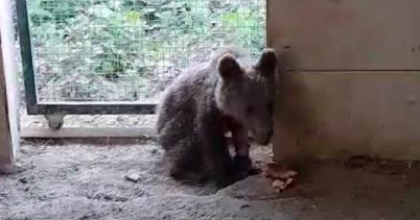 İYİLEŞEN YAVRU BOZ AYI DOĞAYA SALINDI