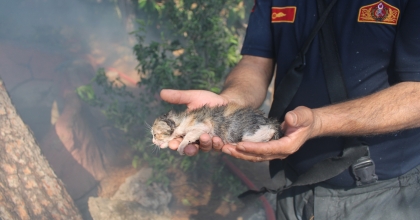 YAVRU KEDİLER ALEVLERİN ARASINDAN KURTARILDI