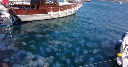 DENİZANALARI SAHİLİ İSTİLA ETTİ