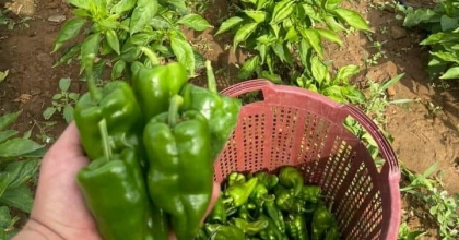 EMCELLİ BİBERİNE İLGİ BÜYÜK