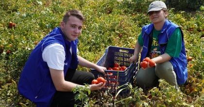  GÖNÜLLÜ GENÇLER DOMATES TARLASINDA HASAT YAPTI