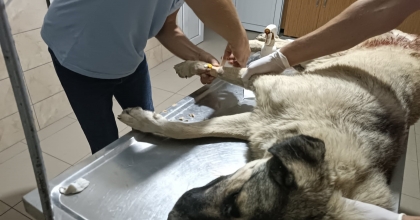 SOKAK KÖPEĞİ AV TÜFEĞİYLE VURULDU