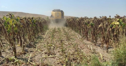 AYÇİÇEĞİNDE DEKAR BAŞINA 250 KİLOGRAM HASAT YAPILDI