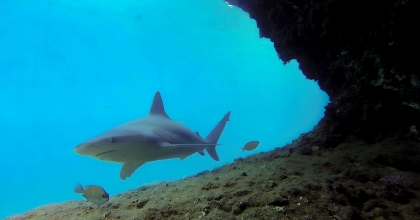 BONCUK KOYU ÖNEMLİ KUM KÖPEK BALIĞI ÜREME ALANI OLDU