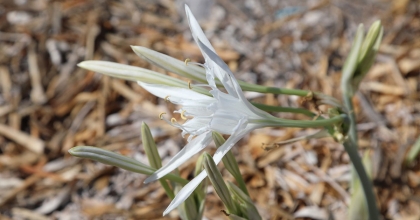 BU ÇİÇEĞİ KOPARMANIN CEZASI 244 BİN 315 LİRADAN BAŞLIYOR