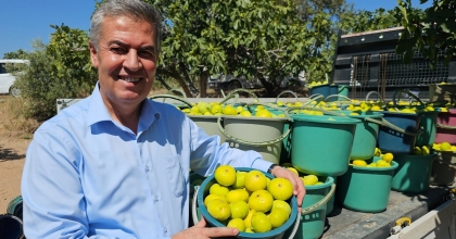 BUHARKENT'İN ERKENCİ İNCİR FİDANLARI İHRAÇ EDİLİYOR