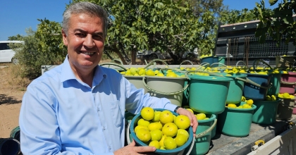 BUHARKENT'TE ERKENCİ TAZE İNCİR HASADI BAŞLADI