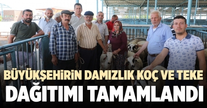 BÜYÜKŞEHİRİN DAMIZLIK KOÇ VE TEKE DAĞITIMI TAMAMLANDI