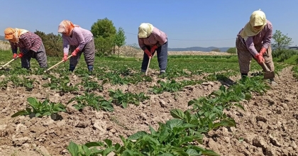 ÇİFTÇİLERE TARIMSAL DESTEKLEME ÖDEMESİ YAPILDI