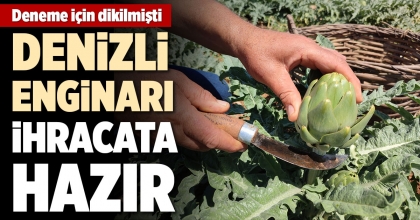 DENİZLİ ENGİNARI İHRACATA HAZIR