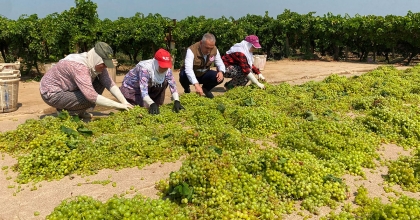 DÜNYACA ÜNLÜ ÇEKİRDEKSİZ SULTANİYE ÜZÜMÜNDE KURUTMA BAŞLADI