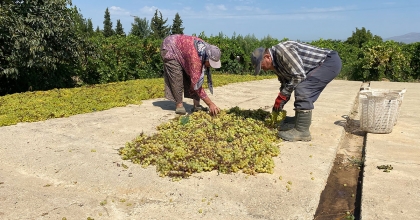 DÜNYACA ÜNLÜ SULTANİYE ÜZÜMÜNÜ MİLDİYÖ VURDU, REKOLTE DÜŞTÜ