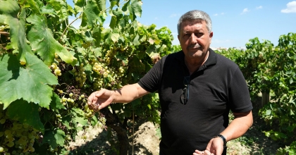 DÜNYACA ÜNLÜ ÜZÜMÜ MİLDİYÖ VURDU, REKOLTE DÜŞTÜ