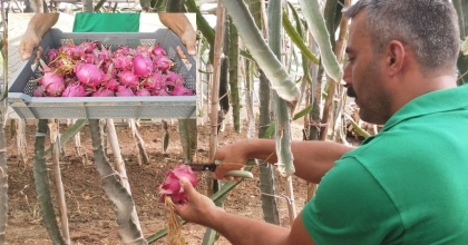 EFELER’İN EJDER MEYVELERİ HASAT EDİLDİ   