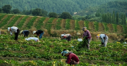 EKİLMEYEN TARLALAR BARAJLA BEREKETLENDİ 