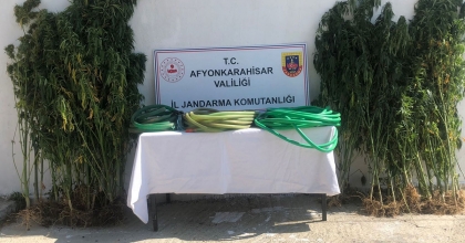 EKTİKLERİ KENEVİRİ SULARKEN JANDARMAYA YAKALANDILAR