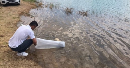 GÖLETLERE SON BİR HAFTADA 1 MİLYON 52 BİN YAVRU SAZAN BALIĞI SALINDI