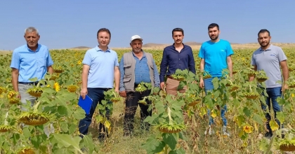 HİBE DESTEKLİ TOHUM DAĞITIMI YAPILAN ARAZİLERDE İNCELEME YAPILDI