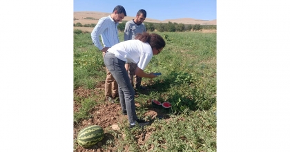İHRACATLIK KARPUZDA HASAT DÖNEMİ BAŞLADI