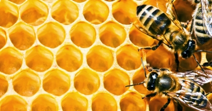 İKLİM DEĞİŞİKLİĞİNİN ARICILIĞA ETKİLERİ ARAŞTIRILACAK