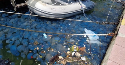 İZMİR FOÇA'DA DENİZANASI İSTİLASININ ARDINDAN VAKALAR ARTTI