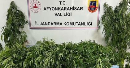 JANDARMA 160 KÖK KENEVİR ELE GEÇİRDİ   