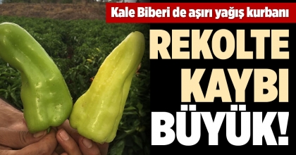KALE BİBERİ DE AŞIRI YAĞIŞ KURBANI