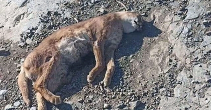 KAVAKLIDERE'DE 'ORMAN'IN HAYALET KEDİSİ' KARAKULAK ÖLÜ BULUNDU