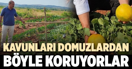 KAVUNLARI DOMUZLARDAN BÖYLE KORUYORLAR