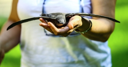 TEDAVİ ALTINDA OLAN KERKENEZ ÖZGÜRLÜĞE KANAT ÇIRPTI