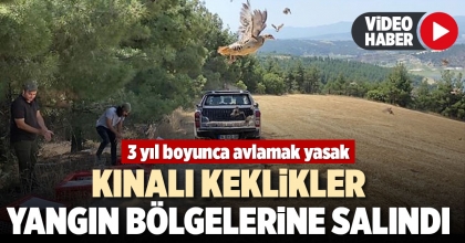 KINALI KEKLİKLER YANGIN BÖLGELERİNE SALINDI