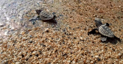 KUŞADASI’NDA 33 CARETTA CARETTA YAVRUSU DENİZLE BULUŞTU  