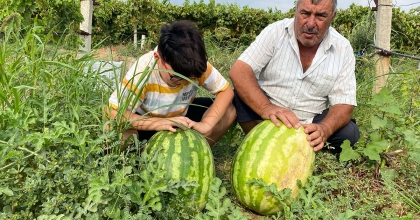 MANİSALI ÇİFTÇİ ÜZÜM BAĞINDA 30 KİLOLUK KARPUZ YETİŞTİRDİ   