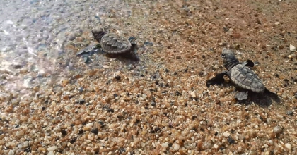 CARETTA CARETTALAR AYDIN'I SEVDİ