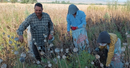 MEMLEKETTEN UZAKTA 460 TL YEVMİYE İLE ÇALIŞIYORLAR