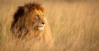 Rüyada Aslan Görmek Ne Anlama Gelir?