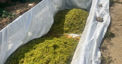 SARIGÖL'DE ŞARAPLIK ÜZÜM ALIMLARINA BAŞLANDI