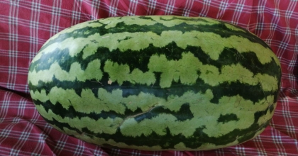 SARIGÖLLÜ ÜRETİCİ DEVASA KARPUZ YETİŞTİRDİ